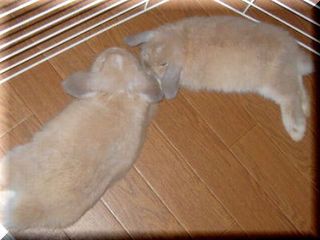 ハッチ三ヶ月2.jpg