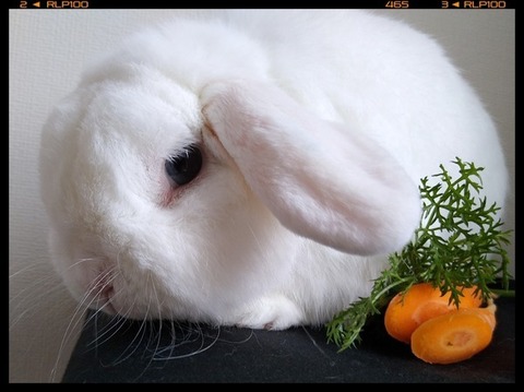Fotor_159617373419683.jpg