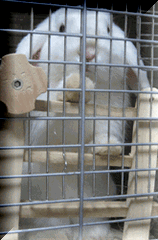 IMG_2979.gif
