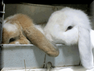 IMG_3256.gif
