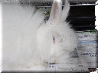 babi-002.png