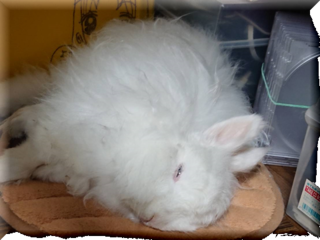 babi-003.png