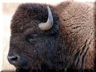 bison-1344761_960_720.jpg