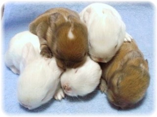 caplicobaby-11-0.jpg