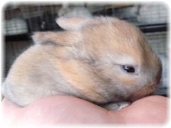 caplicobaby-16-5.jpg
