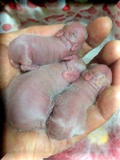 chiribaby-1.jpg