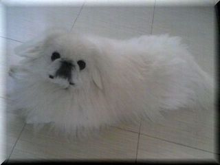 gizmo11-5.jpg