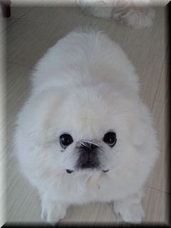 gizmo11.jpg