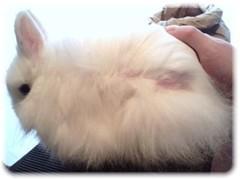 mouton-1o-6.jpg