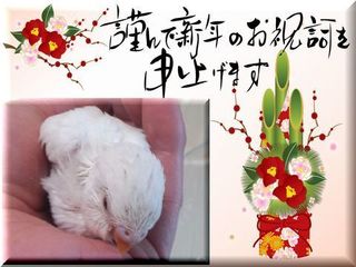 suji1.jpg